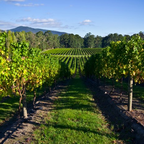 Vineyard Wine Tour