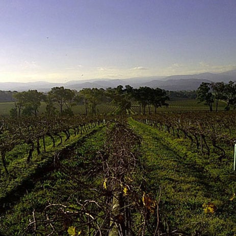 Tarrawarra Winery